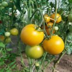 Abono de ortiga: el arbusto de la naturaleza para una increíble cosecha de tomates abono-de-ortiga-el-arbusto-de-la-naturaleza-para-una.jpg