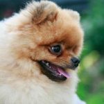 Cómo sabe tu perro que estás enfermo: un biodetector sintonizado con la química corporal como-sabe-tu-perro-que-estas-enfermo-un-biodetector-sintonizado.jpg