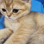 Cómo y por qué ronronean los gatos: la ciencia del misterioso sonido como-y-por-que-ronronean-los-gatos-la-ciencia-del.jpg