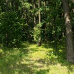 El efecto de los paseos por el bosque: qué le ocurre a la psique con el contacto regular con la naturaleza el-efecto-de-los-paseos-por-el-bosque-que-le.jpg