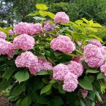 El secreto de unas hortensias exuberantes: por qué es necesario acolcharlas con agujas de pino el-secreto-de-unas-hortensias-exuberantes-por-que-es-necesario.jpg