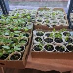 Por qué poner cáscaras de huevo en el vaso con los plantones: un truco nada obvio para obtener plantones potentes por-que-poner-cascaras-de-huevo-en-el-vaso-con.jpg