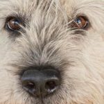 Por qué un perro inclina la cabeza: una petición para mejorar la calidad de la señal por-que-un-perro-inclina-la-cabeza-una-peticion-para.jpg