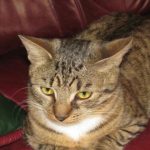 Un gato solo en casa: cómo afecta la soledad a su comportamiento y salud un-gato-solo-en-casa-como-afecta-la-soledad-a.jpg