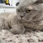 Un sacrificio por comodidad: lo realmente peligroso de la extirpación de uñas en gatos un-sacrificio-por-comodidad-lo-realmente-peligroso-de-la-extirpacion.jpg